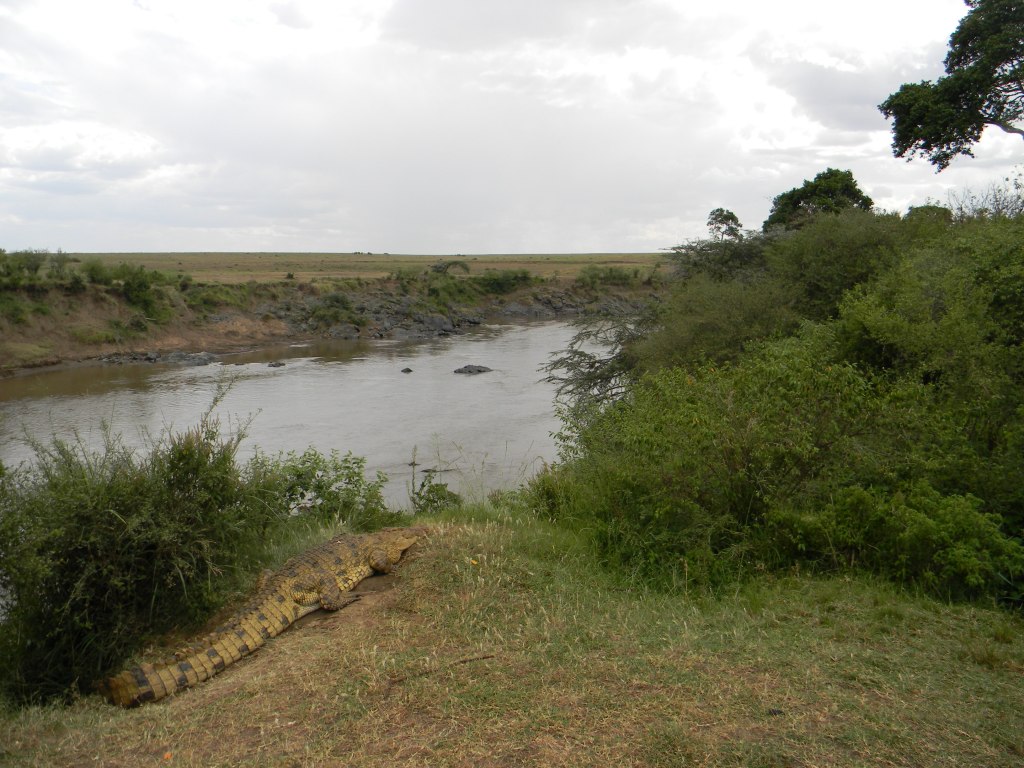 Cocodrilo hembra vigilando sus huevos