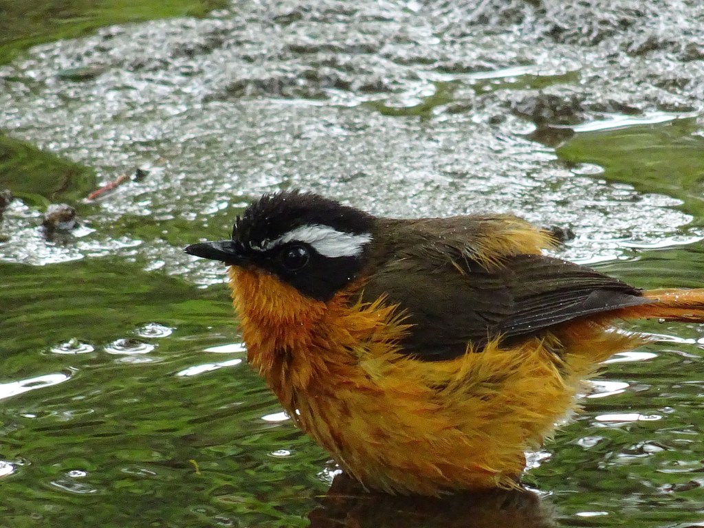 Juego de animales en la clase de&nbsp;ELE
