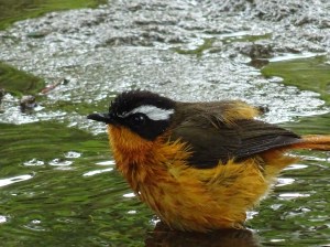 Pájaro, Shashemene, Etiopía